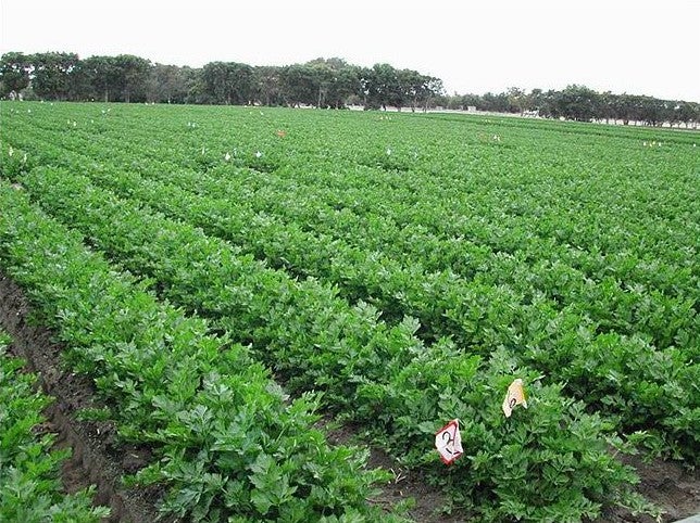 Celery Field Plots